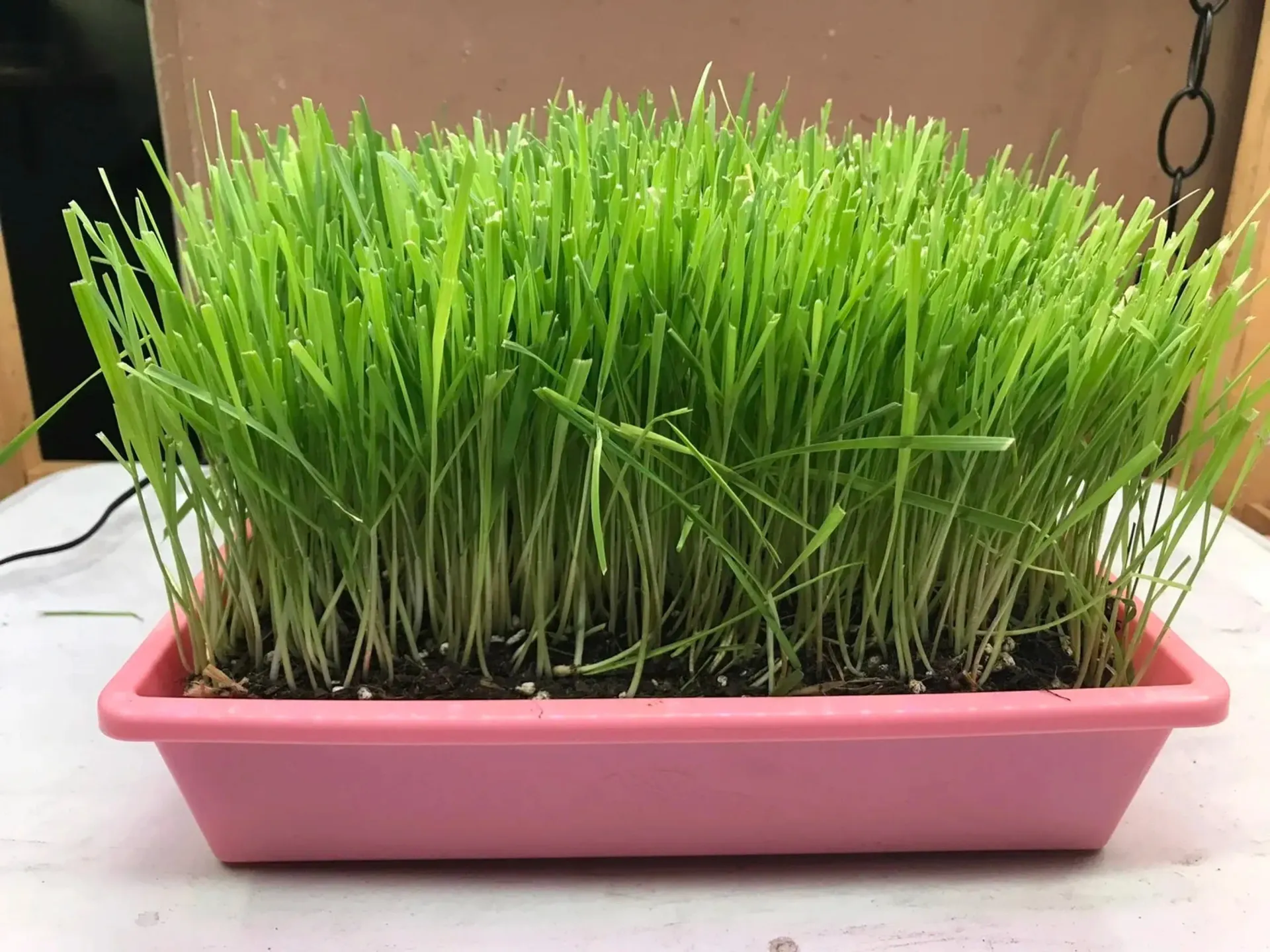 Fresh green cat grass growing in a pink tray